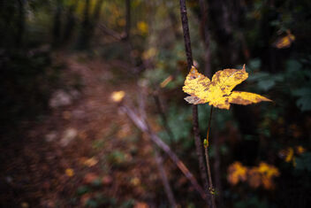 In the wood - Free image #477173